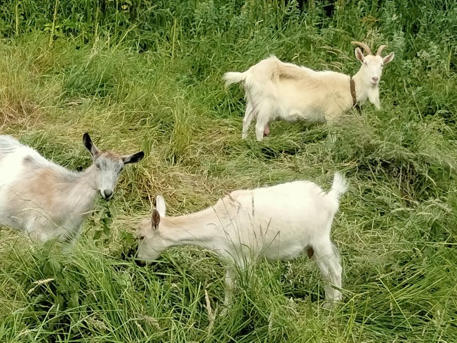 Кози молоді річні