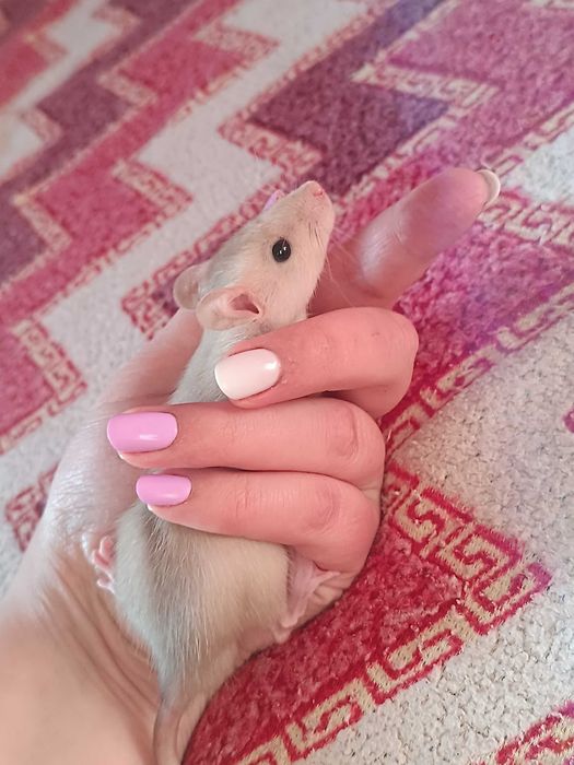 Подарую щуренят,крисенята хлопчики