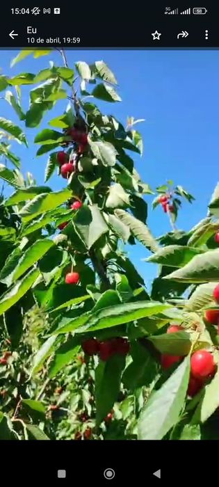 Vendo Pomar-terreno 5.800 m2