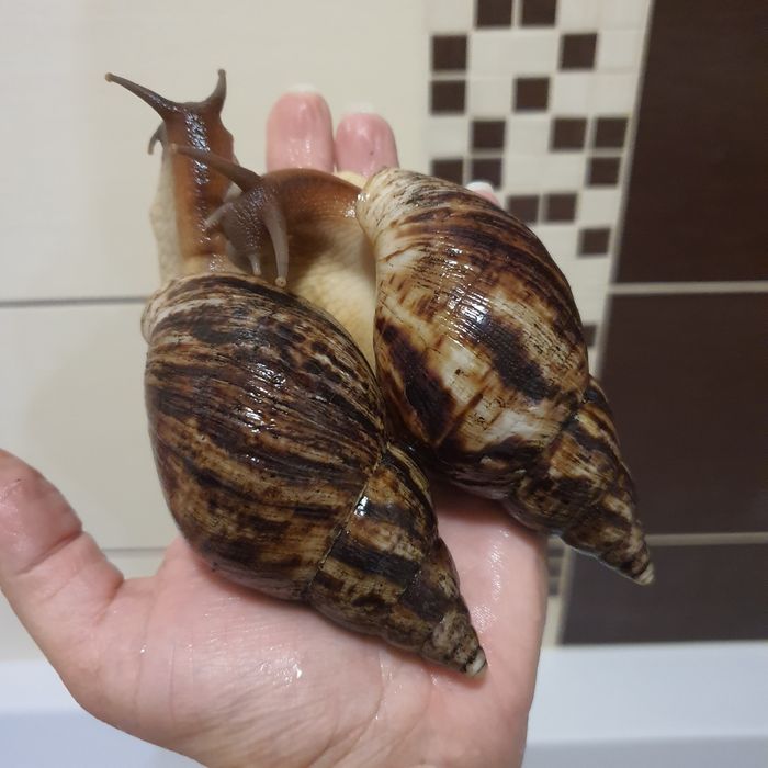 Ахатини, вік 1 рік