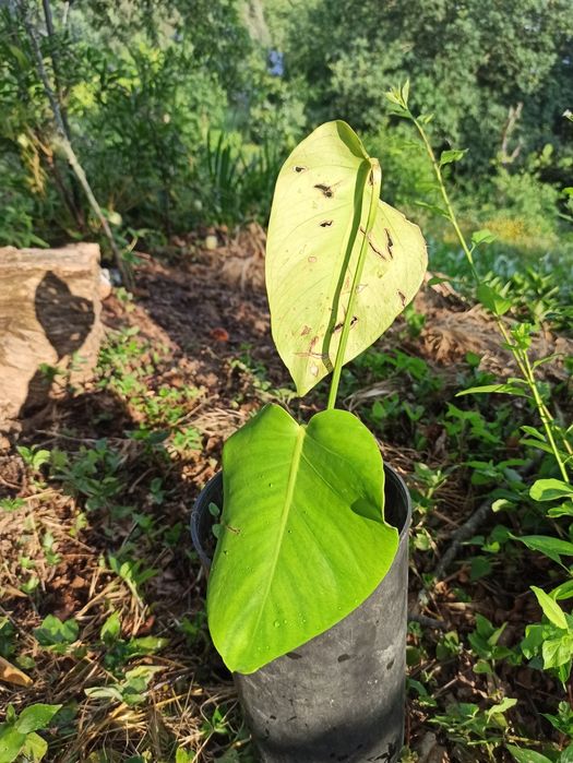 Monstera deliciosa - costela de Adão