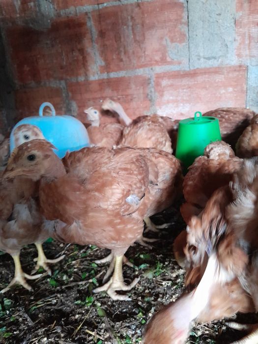 Pintos de galinhas poedeiras