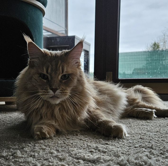 Kotka Maine Coon