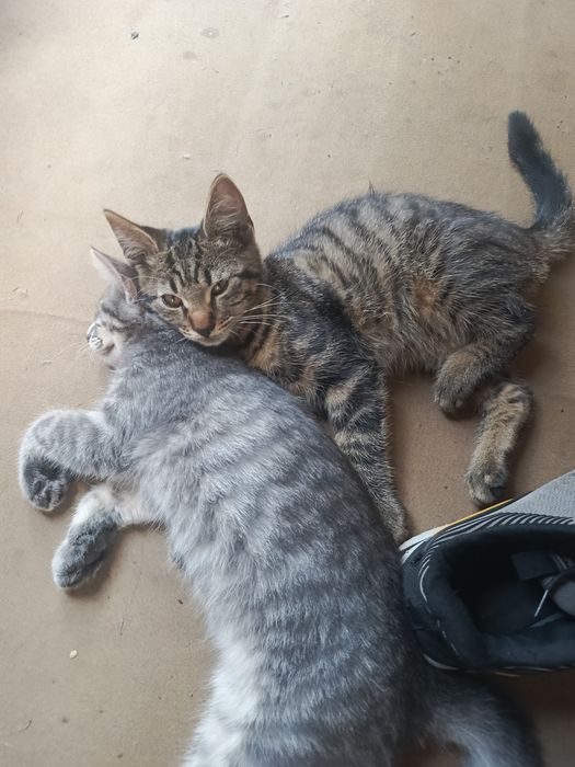 Віддам кошенят безкоштовно