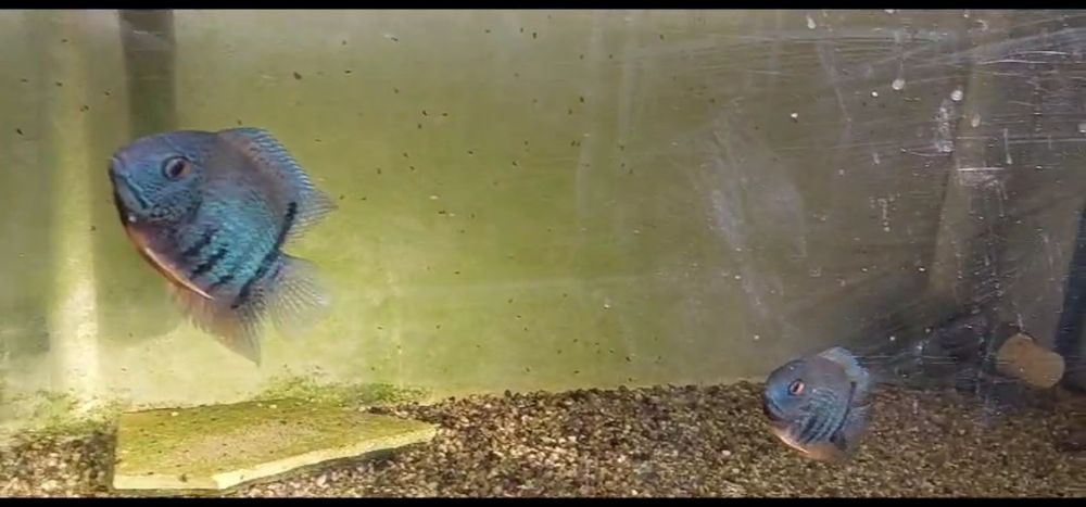 Tenho Heros  Severum jovens  para venda