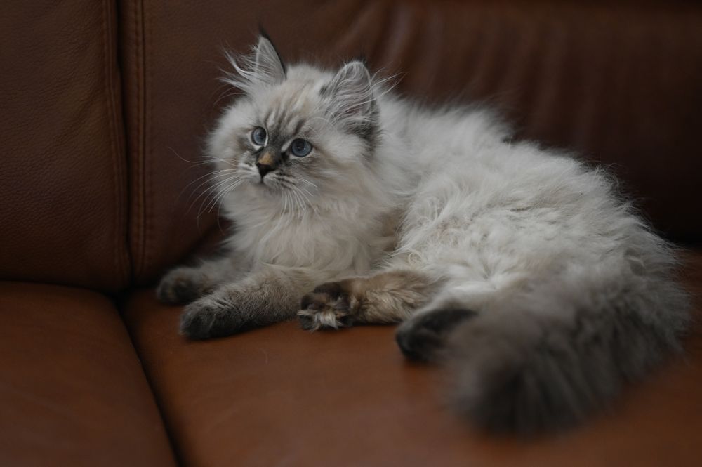 Kot Syberyjski Neva Masquerade PZF