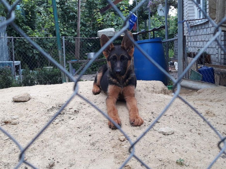 Немецкие овчарки