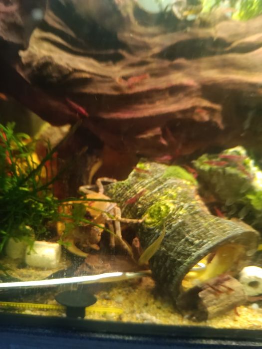 Krab mekhong sprzedam