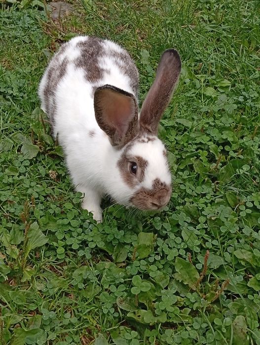 Króliki mieszance po mące belgu i samcu srokacz