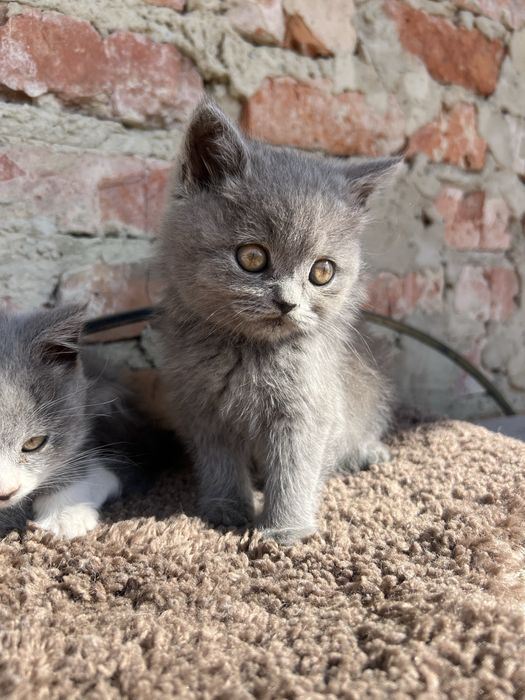 Британські кошенята