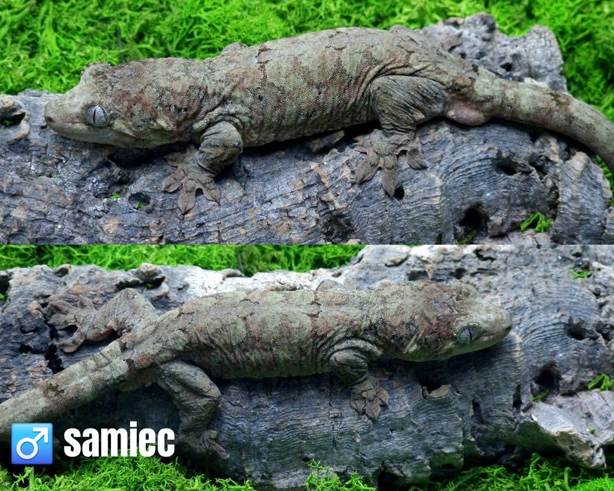 Gekon omszały Mniarogekko chahoua Para samiec samica ML