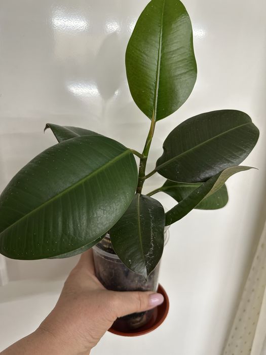 Фікуси Робуста, Бейліз, , ціна від 100 ₴