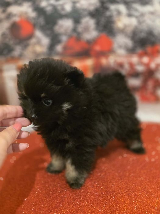 Spitz  Macho  pequenino