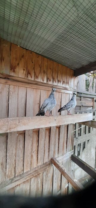 Para szeków pergole 25