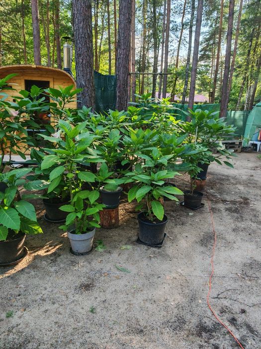 Datura Bieluń Trąby Anielskie Brugmansja brugmansia