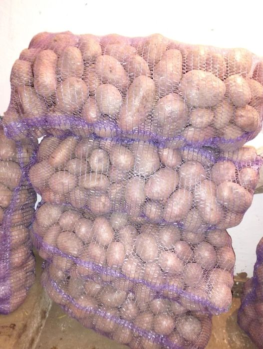 Картопля картошка белла роса з доставкою домашня