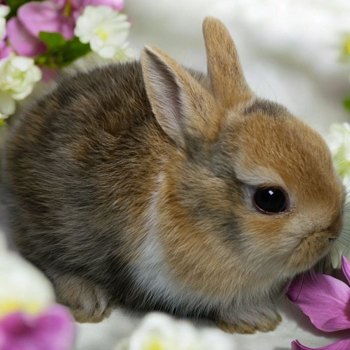 Królik miniaturka karzełek Teddy ,karzełek rex ,mini lop ,baranek mini