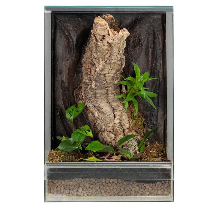 Szklane terrarium gekon orzęsiony