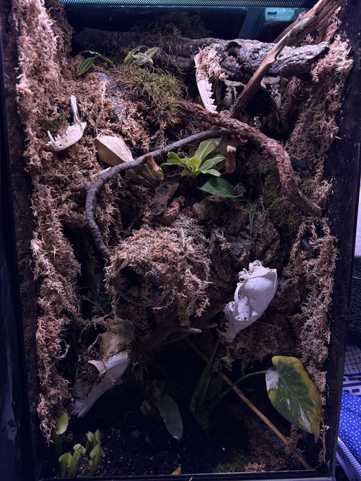 Terrarium bioaktywne 40x40x80 tropikalne gekon orzesiony izopod żywe
