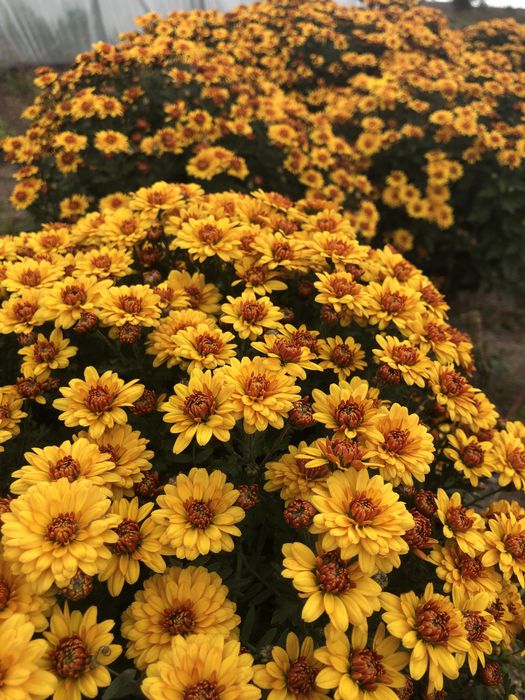 Маточні кущі хризантеми мультифлори
