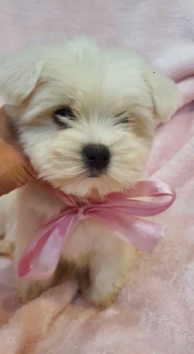 Maltańczyk Piękna Suczka z Rodowodem.