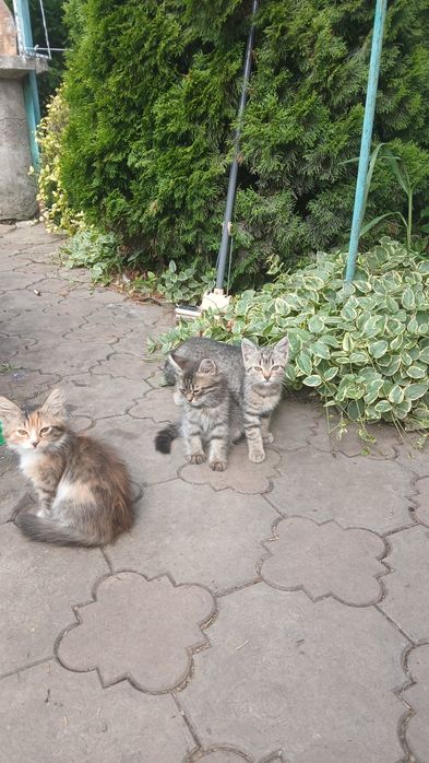 Гарненькі котятка