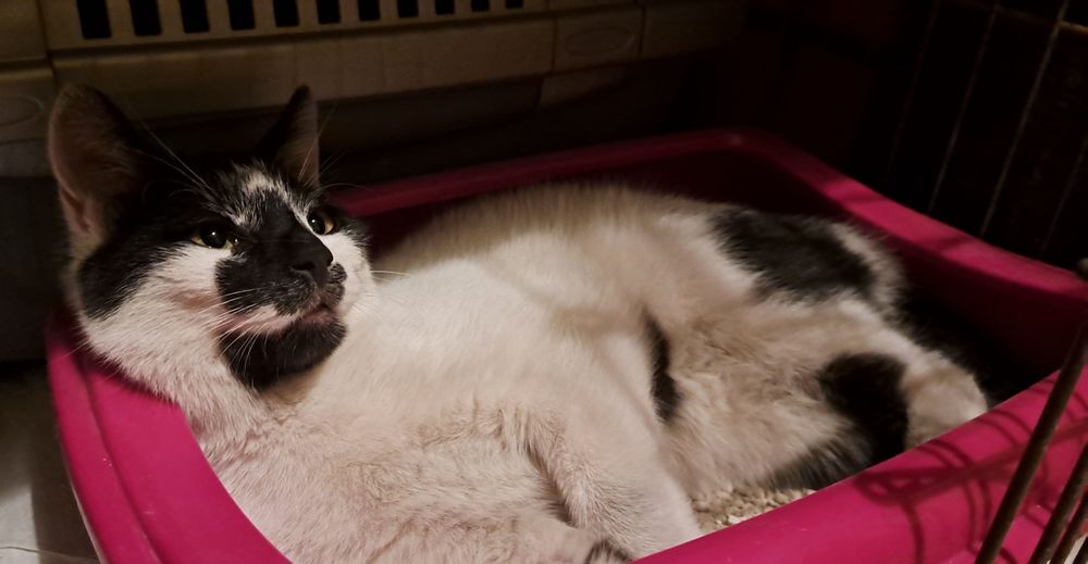 Młody kocurek szuka domu