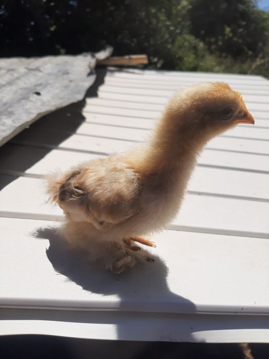 Pintos pekins 2 semana
