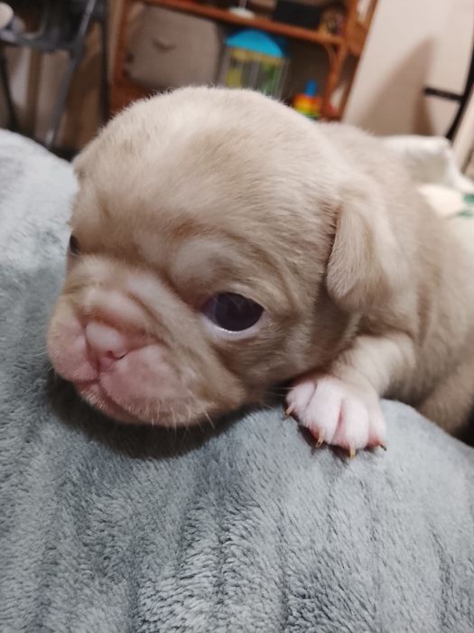 “MENINO “ PUG   PINK “