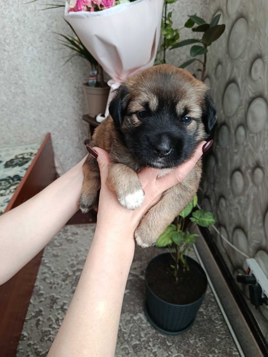 віддам даром цуценят