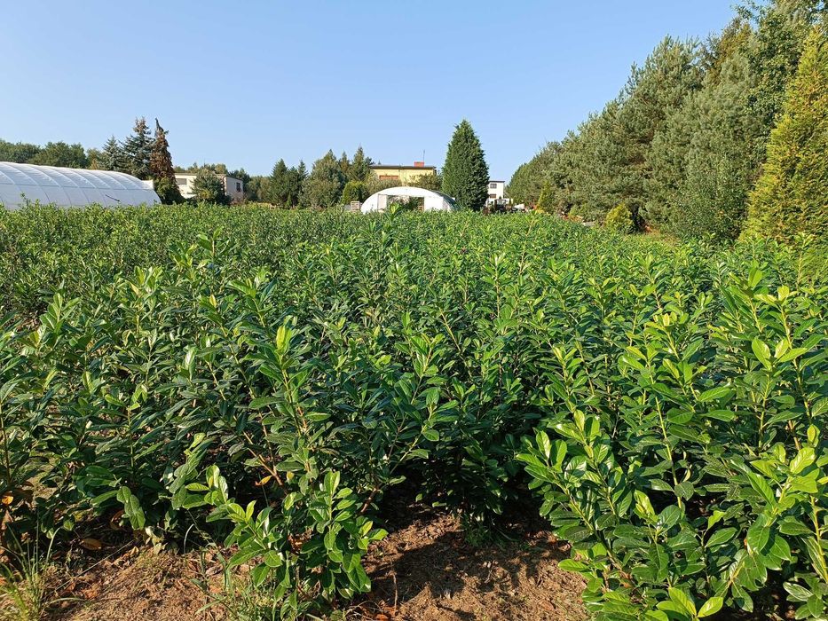 Laurowiśnia Caucasica, Novita, Rotundifolia! Do 200cm! Sadzimy Prunus!