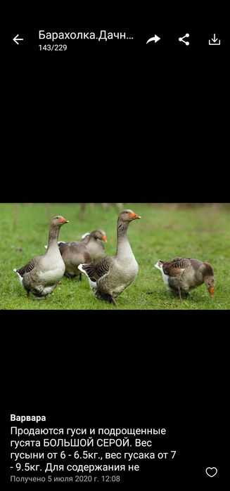 Гусята, гуси. Гусенята