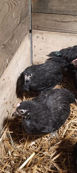 Kochin karzełek i mixy