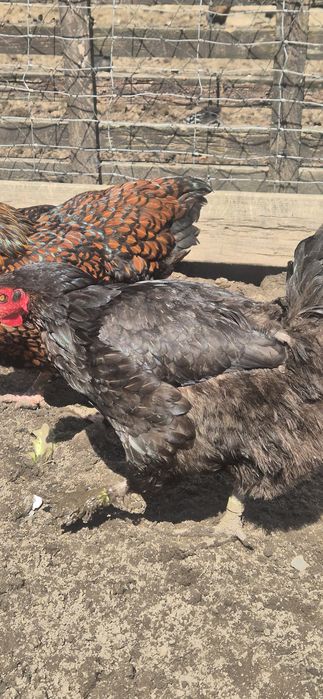 Sprzedam kury różnych ras typu Marans araukana wajandota