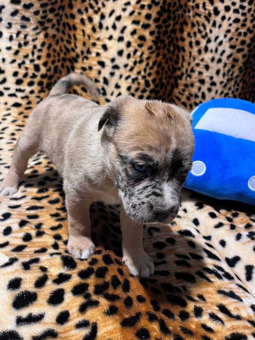 Amstaff suczka merle