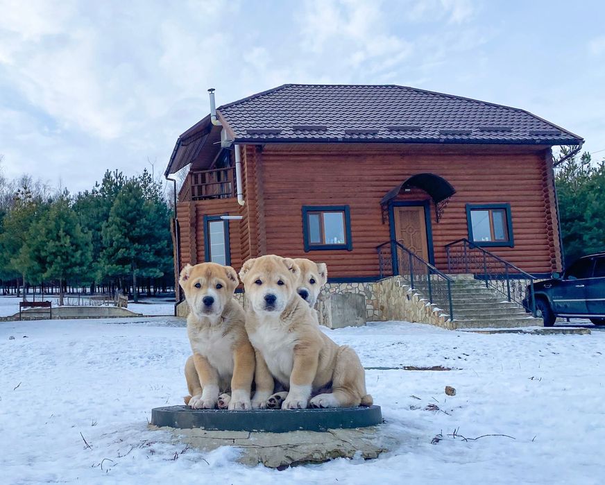 Высокопородные Щенки Среднеазиатской Овчарки/Алабай