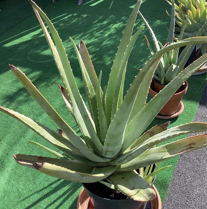 Aloes Aloe Vera duża roślina