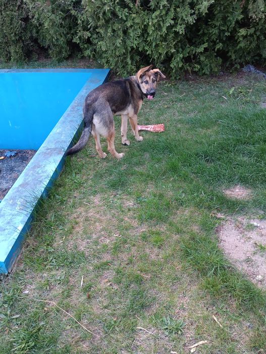 Oddam suczkę która ma rok