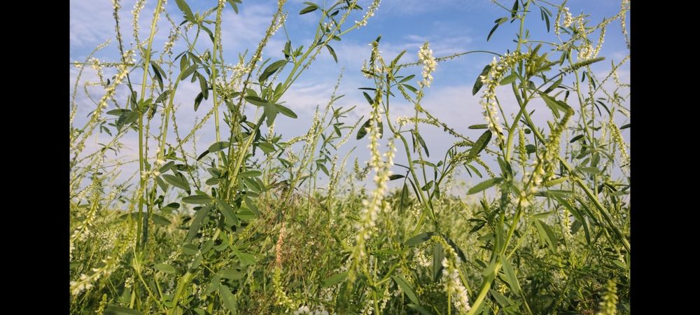 Nostrzyk biały dwuletni