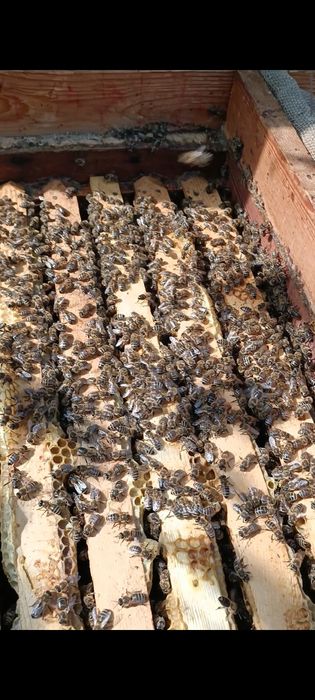 Продам бджолопакети