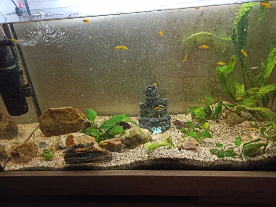 Sprzedam akwarium że wszyskim 126 l