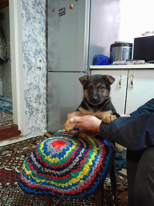 Німецька вівчарка