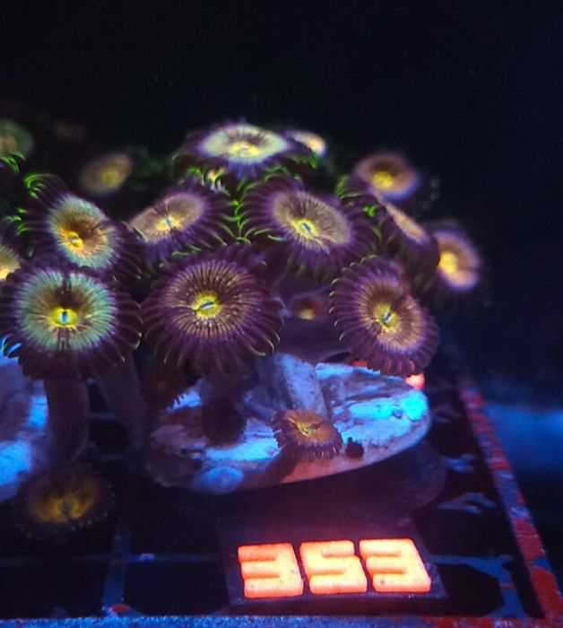 Zoanthus Nirvana Premium (353) [Koralowiec]
