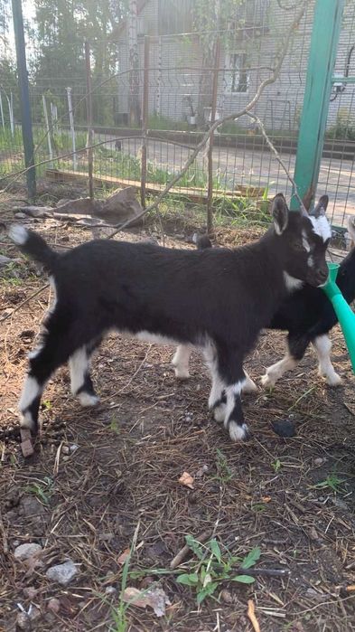 Козлики!Козлики!Козлики!