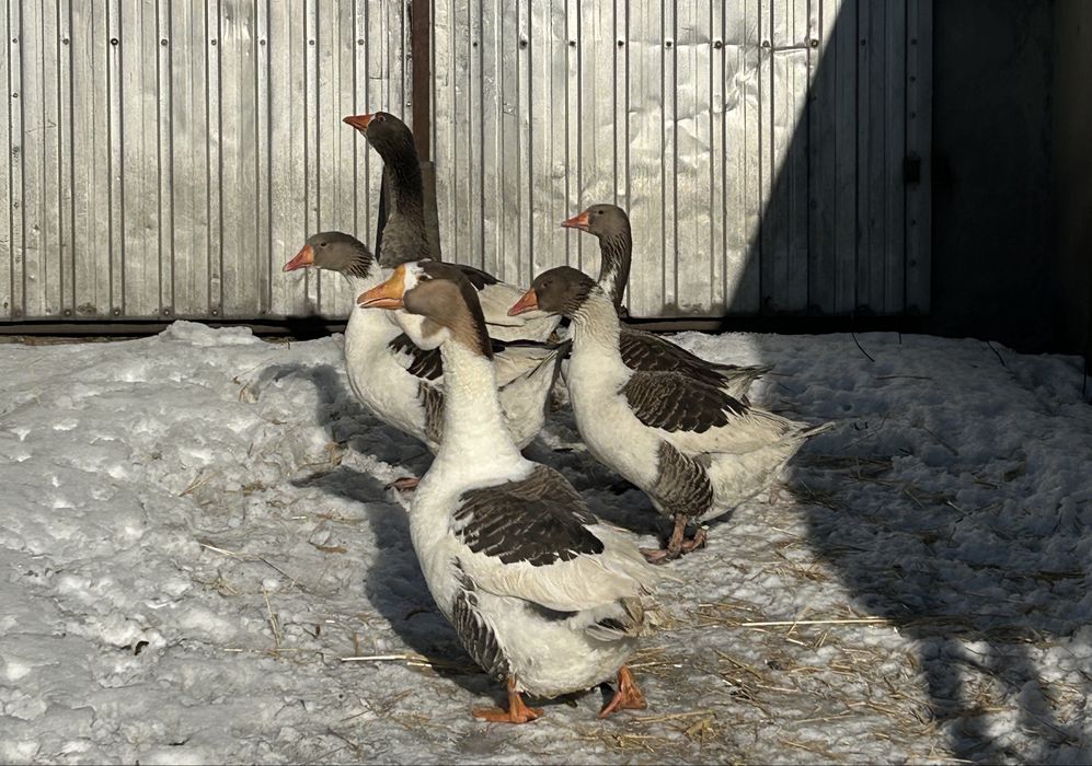 Para gęsi siodłatych pomorskich kartuskie