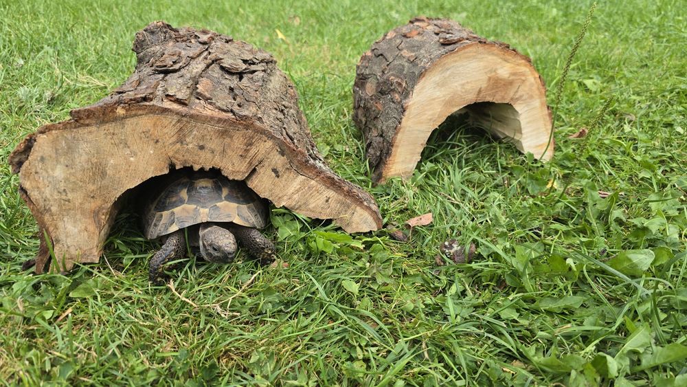 Domek schronienie do terarium dla żółwia