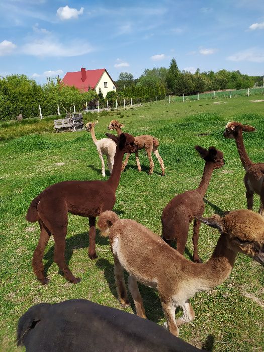runo alpaki alpak alpaka