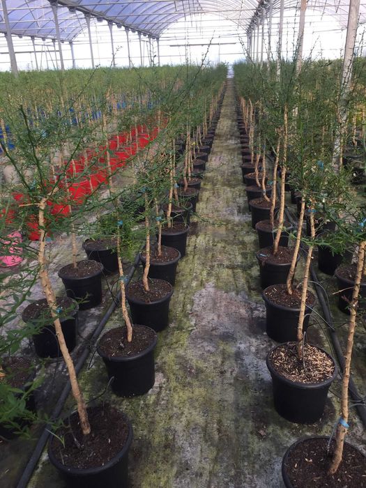 Arvores de Fruta Kumquats / Limoeiro caviar / citrinos - TRONCO GROSSO