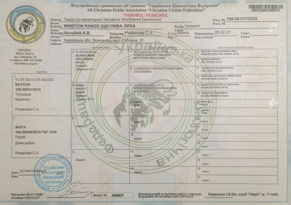 Вязка  карликова такса
