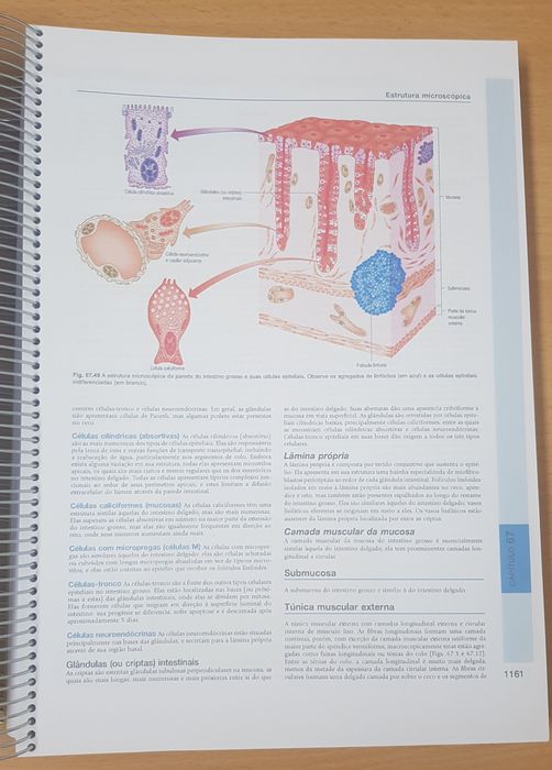 Anatomia- A base anatômica da prática clínica